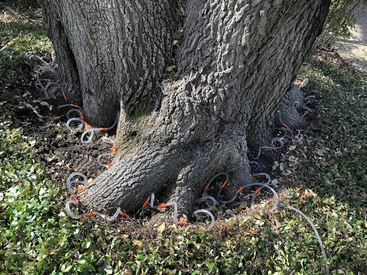 Detailed Tree Cabling and Bracing job site in Slatyfork