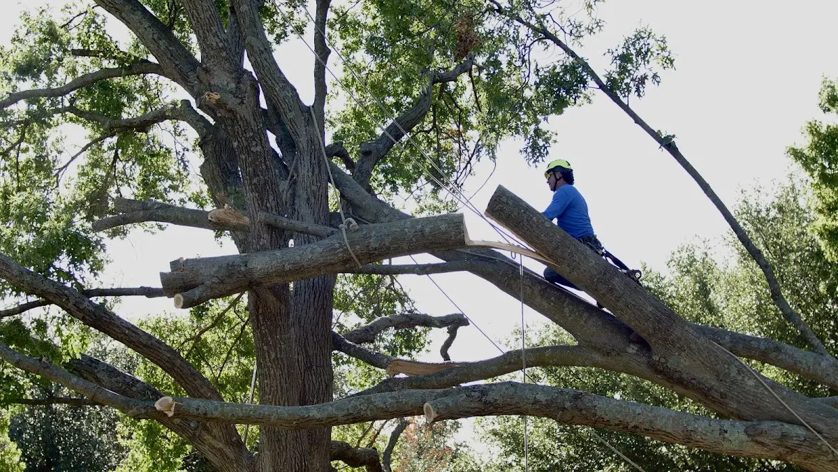 Professional Hazardous Tree Removal performed by certified arborists in Slatyfork